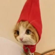 نورین بٹ avatar